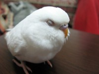 /album/sanal-muhabbet-ku%c5%9flar%c4%b1/muhabbet-ku%c5%9fu-jpg/