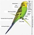 /album/resim-galerisi/a360px-muhabbet-ku%c5%9fu-anatomisi-png/
